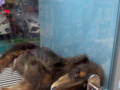 -FAELING PETS美天灵宠物(合生汇店)