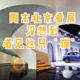 在北京摩卡艺术中心遇见“猫”