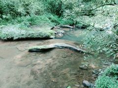 -中国大熊猫保护研究中心雅安碧峰峡基地