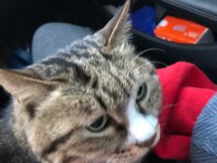 -北京赛佳动物医院