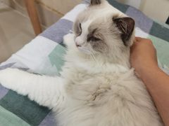 -鼓捣猫呢主题猫咖店