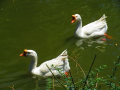 -莲花池公园