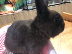 -藦茜花园宠物主题亲子互动体验馆(国顺东路店)