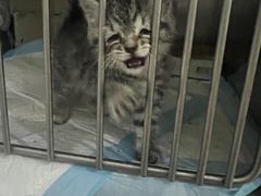 -暖阳宠物医院·犬猫康复中心·骨科