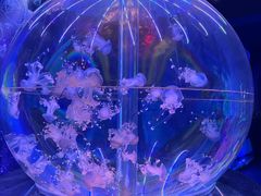 -海合安成都极地海洋公园