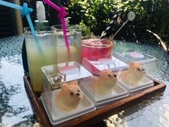 柴犬蛋糕-柴犬高等学院·狗咖·柴犬售卖·宠物训练