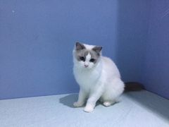 -喵的天空名猫咖啡馆·撸猫·猫舍·用品