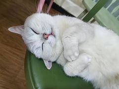 -猫小院猫主题餐厅(南锣旗舰店)