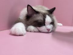 -毛绒耶耶撸宠馆·猫咖·狗咖·荷兰猪咖