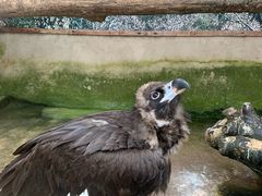 -贵州森林野生动物园