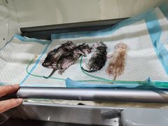 -米苏动物医院·犬猫专科·骨科外科内窥镜