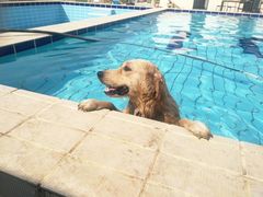 -趣玩宠物乐园寄养训犬训狗游泳池