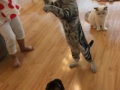 -momokira米努特·德文卷毛猫·棉花面纱犬