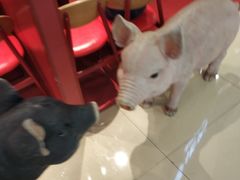 -猪角·闽南猪脚饭(上梅林店)