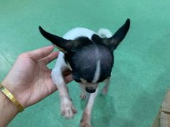 -藦茜花园宠物主题亲子互动体验馆(国顺东路店)