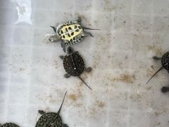 -青石桥花鸟鱼虫市场(叠翠城店)