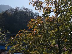 -广州市流溪河国家森林公园