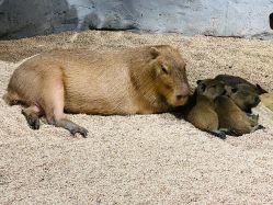 点击看大图 -Zoolung Zoolung动物主题公园(海信广场店)