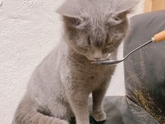 -猫色咖啡·猫咖