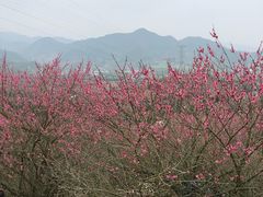 -新建村梅花