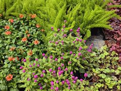 -龙大花卉苗木市场