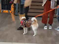 -赤柱市集
