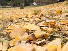 -千年银杏谷文化旅游区