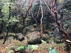 -芦芽山旅游度假区
