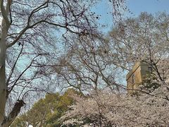 -武汉大学-樱园