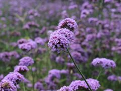 -新疆天山野生动物园