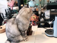 -平行世界·猫咖(首经贸店)