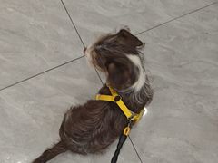 -瑞鹏宠物医院·骨科·猫科·内科(第一中心)