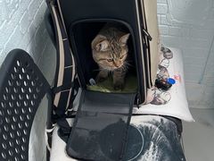 -纳吉亚猫专科动物医院博雅分院