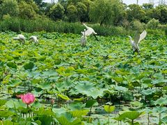 -上海长兴岛郊野公园