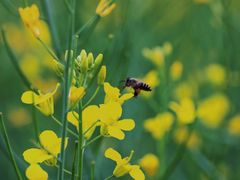 -光明小镇欢乐田园