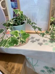 -dōTERRA多特瑞精油生活馆