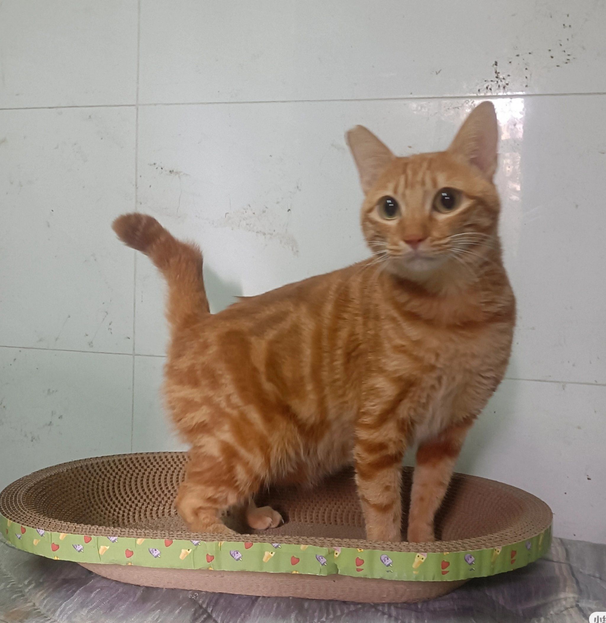 漂亮乖巧橘猫找家啦