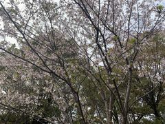 -高东镇樱花园