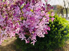 -永定河休闲森林公园