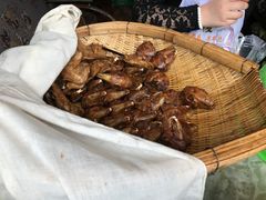 -邓氏兔头