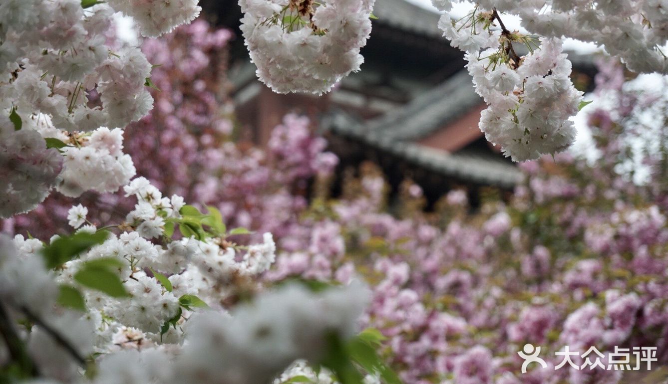 西安青龙寺乐游原踏青赏樱好地