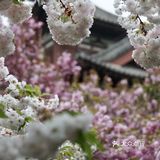 西安青龙寺乐游原踏青赏樱好地