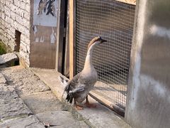 -高荡千年布依古寨旅游景区