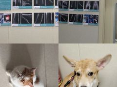-安安宠医宠物医院·异宠·犬猫内科(岳阳分院)