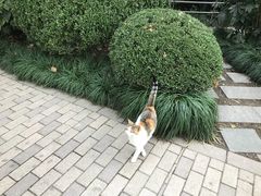 -静安公园(静安寺街道)
