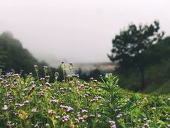-军营村