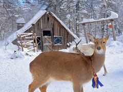 -峡谷浮石林景区