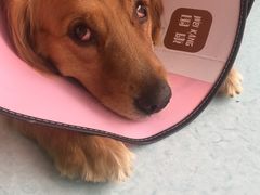 -汪喵宠物医院·骨科心脏影像·犬猫急重症ICU诊疗中心(成华分院)