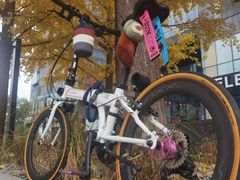 -三里屯东五街银杏大道