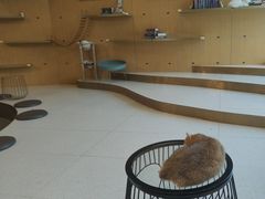 -飞行喵MR PILOT|猫舍·猫咖(静安大融城店)